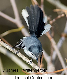 Tropical Gnatcatcher - © James F Wittenberger and Exotic Birding LLC