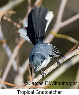 Tropical Gnatcatcher - © James F Wittenberger and Exotic Birding LLC Tropical Gnatcatcher - © James F Wittenberger and Exotic Birding LLC