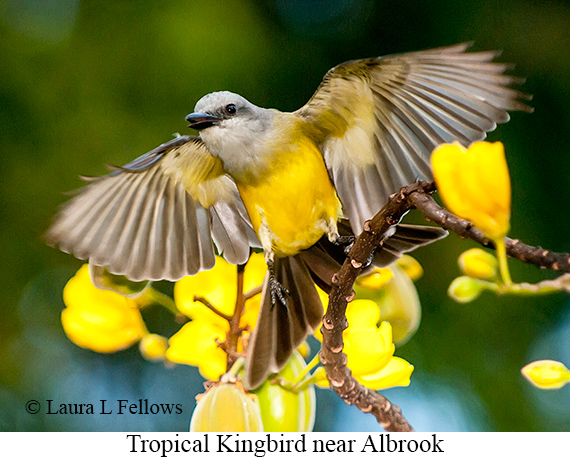 Tropical Kingbird - © The Photographer and Exotic Birding LLC