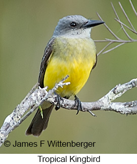 Tropical Kingbird - © James F Wittenberger and Exotic Birding LLC Tropical Kingbird - © James F Wittenberger and Exotic Birding LLC