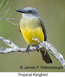 Tropical Kingbird - © James F Wittenberger and Exotic Birding LLC