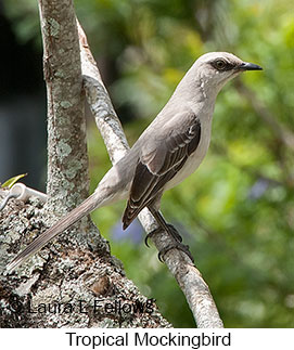 Tropical Mockingbird - © Laura L Fellows and Exotic Birding LLC