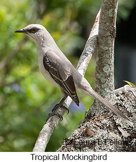 Tropical Mockingbird - © Laura L Fellows and Exotic Birding LLC