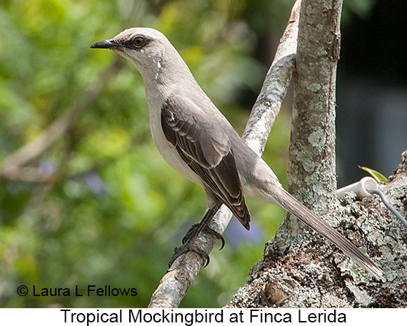 Tropical Mockingbird - © Laura L Fellows and Exotic Birding LLC