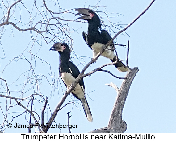 Trumpeter Hornbill - © James F Wittenberger and Exotic Birding LLC