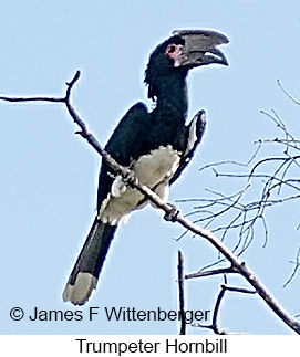 Trumpeter Hornbill - © James F Wittenberger and Exotic Birding LLC