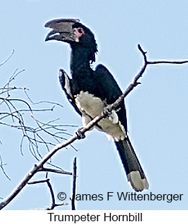 Trumpeter Hornbill - © James F Wittenberger and Exotic Birding LLC Trumpeter Hornbill - © James F Wittenberger and Exotic Birding LLC