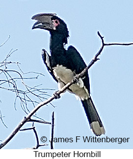 Trumpeter Hornbill - © James F Wittenberger and Exotic Birding LLC