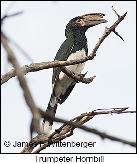 Trumpeter Hornbill - © James F Wittenberger and Exotic Birding LLC