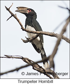 Trumpeter Hornbill - © James F Wittenberger and Exotic Birding LLC