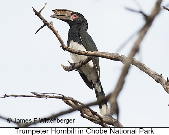 Trumpeter Hornbill - © James F Wittenberger and Exotic Birding LLC