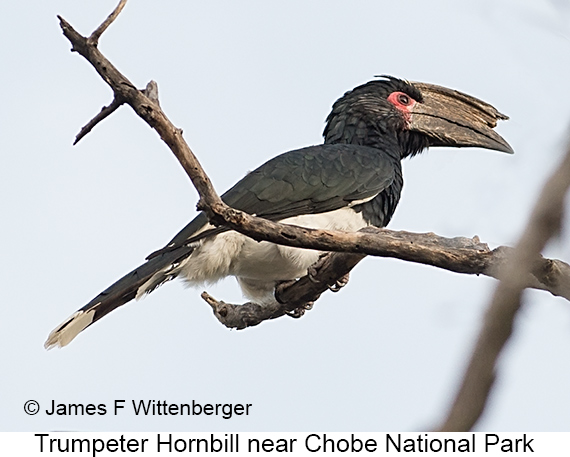 Trumpeter Hornbill - © James F Wittenberger and Exotic Birding LLC