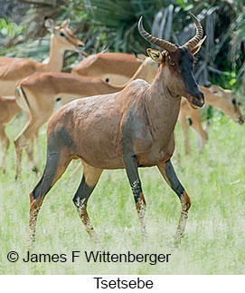 Tsetsebe - © James F Wittenberger and Exotic Birding LLC