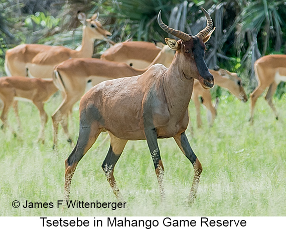Tsetsebe - © James F Wittenberger and Exotic Birding LLC