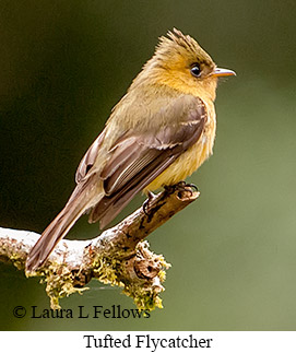 Tufted Flycatcher - © Laura L Fellows and Exotic Birding LLC