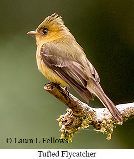 Tufted Flycatcher - © Laura L Fellows and Exotic Birding LLC
