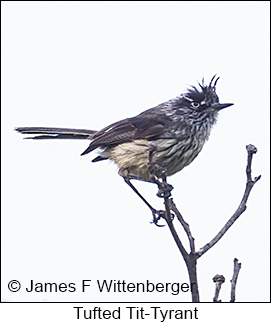 Tufted Tit-Tyrant - © James F Wittenberger and Exotic Birding LLC Tufted Tit-Tyrant - © James F Wittenberger and Exotic Birding LLC
