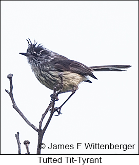Tufted Tit-Tyrant - © James F Wittenberger and Exotic Birding LLC