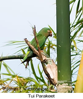 Tui Parakeet - © James F Wittenberger and Exotic Birding LLC Tui Parakeet - © James F Wittenberger and Exotic Birding LLC