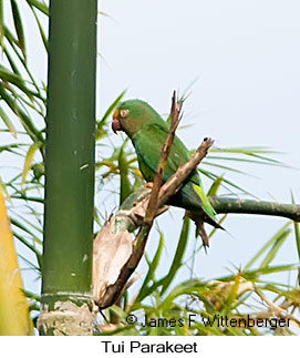Tui Parakeet - © James F Wittenberger and Exotic Birding LLC
