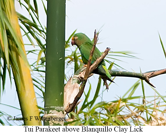 Tui Parakeet - &copy; James F Wittenberger and Exotic Birding LLC