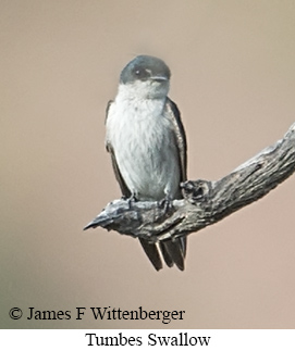 Tumbes Swallow - &copy; James F Wittenberger and Exotic Birding LLC