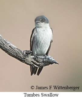 Tumbes Swallow - &copy; James F Wittenberger and Exotic Birding LLC