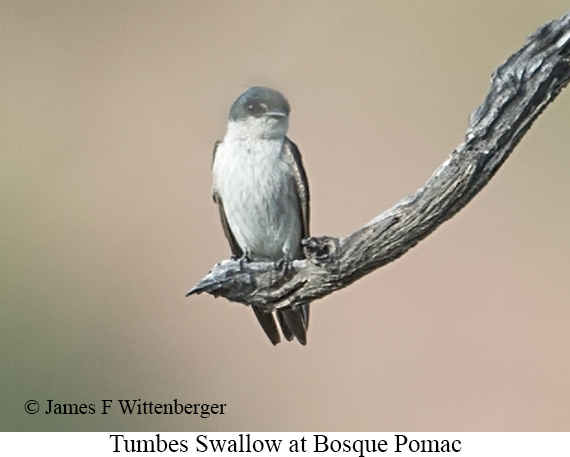 Tumbes Swallow - &copy; James F Wittenberger and Exotic Birding LLC