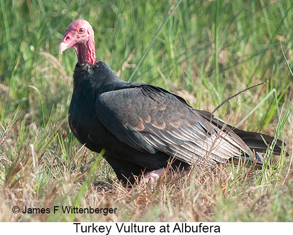 Turkey Vulture - © James F Wittenberger and Exotic Birding LLC