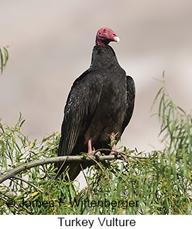 Turkey Vulture - © James F Wittenberger and Exotic Birding LLC Turkey Vulture - © James F Wittenberger and Exotic Birding LLC