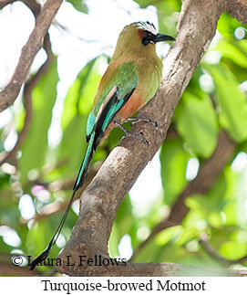 Turquoise-browed Motmot - © Laura L Fellows and Exotic Birding LLC