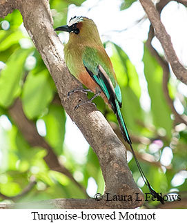 Turquoise-browed Motmot - © Laura L Fellows and Exotic Birding LLC