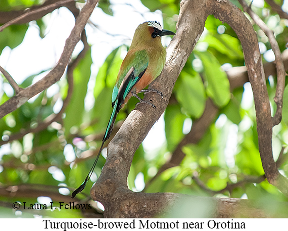 Turquoise-browed Motmot - &copy; James F Wittenberger and Exotic Birding LLC