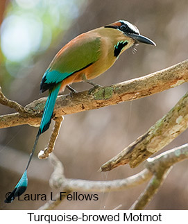 Turquoise-browed Motmot - © Laura L Fellows and Exotic Birding LLC