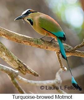 Turquoise-browed Motmot - © Laura L Fellows and Exotic Birding LLC Turquoise-browed Motmot - © Laura L Fellows and Exotic Birding LLC