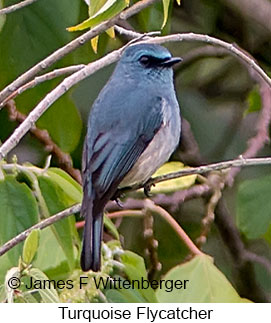 Turquoise Flycatcher - © James F Wittenberger and Exotic Birding LLC