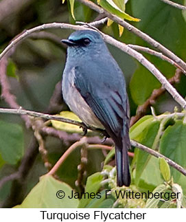 Turquoise Flycatcher - © James F Wittenberger and Exotic Birding LLC