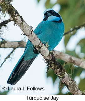 Turquoise Jay - © Laura L Fellows and Exotic Birding LLC