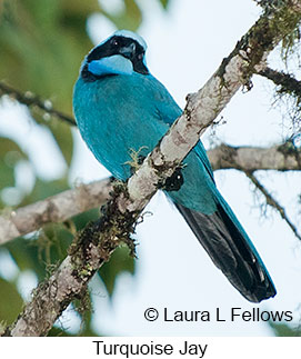 Turquoise Jay - © Laura L Fellows and Exotic Birding LLC