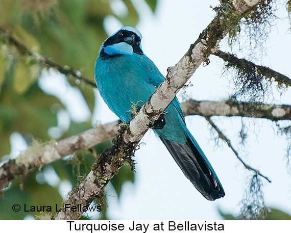 Turquoise Jay - &copy; Laura L Fellows and Exotic Birding Tours