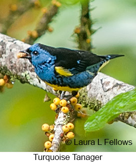 Turquoise Tanager - © Laura L Fellows and Exotic Birding LLC Turquoise Tanager - © Laura L Fellows and Exotic Birding LLC