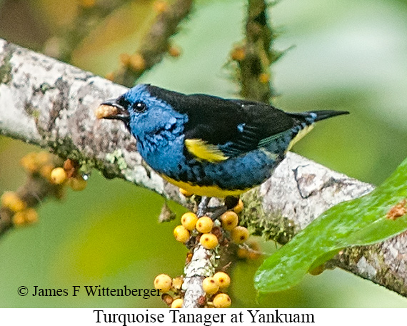 Turquoise Tanager - &copy; James F Wittenberger and Exotic Birding LLC