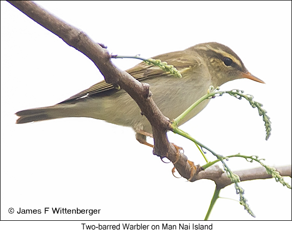 Two-barred Warbler - © James F Wittenberger and Exotic Birding LLC