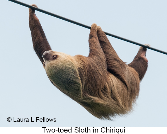 Two-toed Sloth - © The Photographer and Exotic Birding LLC