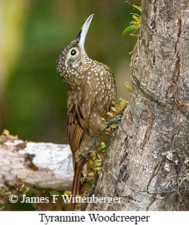 Tyrannine Woodcreeper - © James F Wittenberger and Exotic Birding LLC