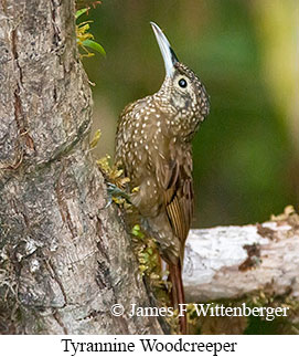 Tyrannine Woodcreeper - © James F Wittenberger and Exotic Birding LLC