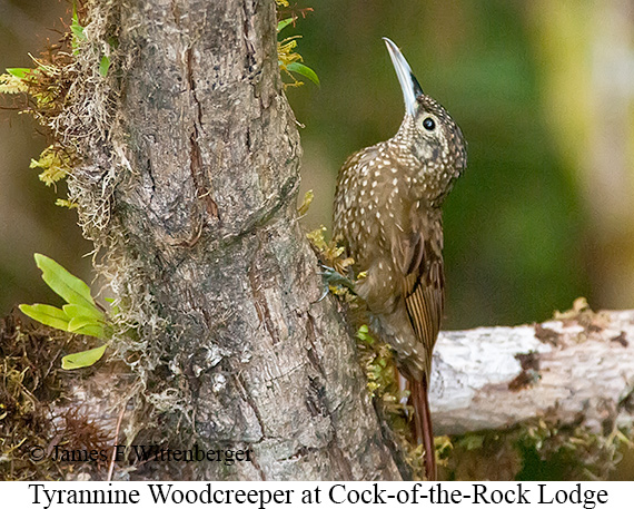 Tyrannine Woodcreeper - © James F Wittenberger and Exotic Birding LLC