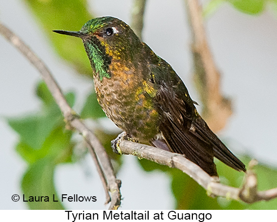 Tyrian Metaltail - © Laura L Fellows and Exotic Birding LLC