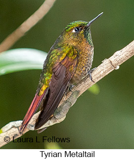 Tyrian Metaltail - © Laura L Fellows and Exotic Birding LLC