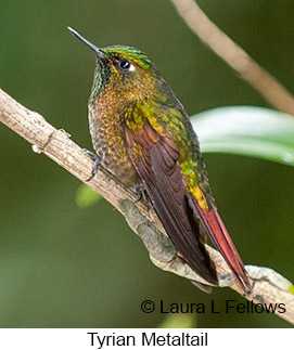 Tyrian Metaltail - © Laura L Fellows and Exotic Birding LLC